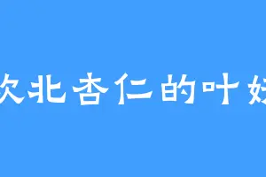 喜欢北杏仁的叶妖儿
